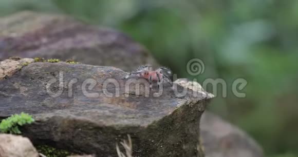 在雨林中爬行的小狼蛛视频的预览图