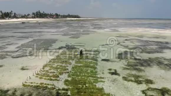 水下海草海草人工林的气射坦桑尼亚桑给巴尔詹比亚尼视频的预览图