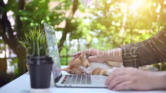 WFH和猫在家工作呆在家里和宠物呆在一起社交障碍和身体障碍视频的预览图