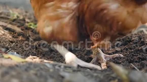 农村的鸡肉正在寻找地球上的食物在地上挖慢动作视频的预览图