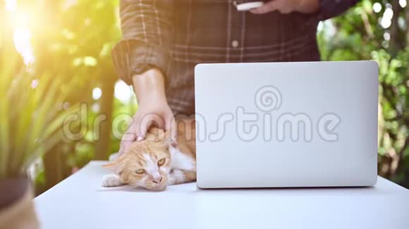 WFH和猫在家工作呆在家里和宠物呆在一起社交障碍和身体障碍视频的预览图