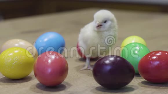 毛茸茸的小鸡咯咯叫木桌上放着复活节彩蛋新生鸡小鸟视频的预览图