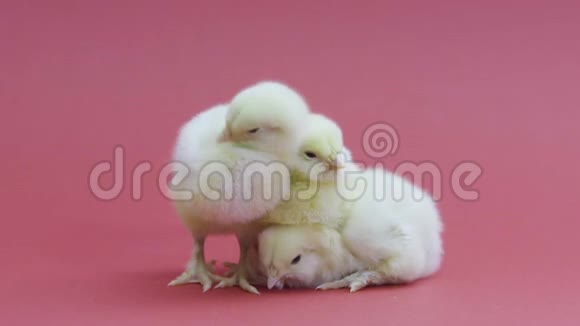 三只有趣的小鸡毛茸茸的复活节小鸡务农粉色背景视频的预览图