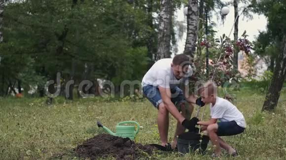 父子一家人正把一棵梅树从花盆里摘下来视频的预览图