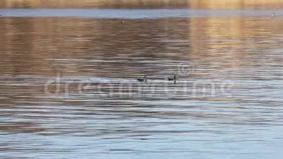 几只哈莱金鸭子在平静的海面上游泳反射水自然栖息地的野生潜水鸭视频的预览图