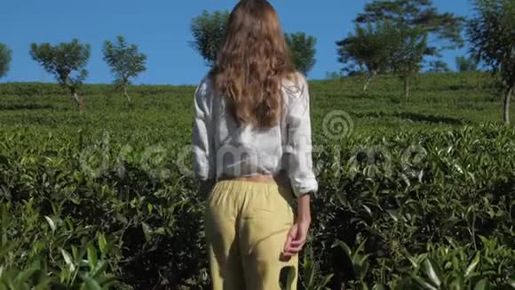 金发姑娘在茶树种植园里慢动作视频的预览图