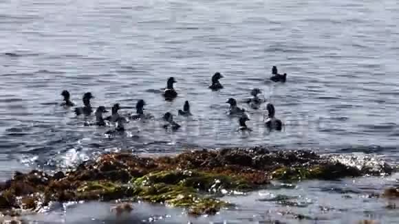 一大群哈莱金鸭子在海面上游泳吓得什么东西溅起水花飞走了视频的预览图