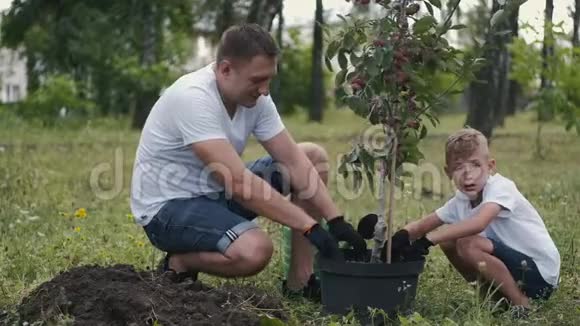 父母和儿子正在为种植园准备一棵李子树视频的预览图
