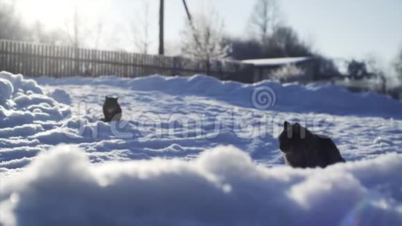 两只雪中猫视频的预览图