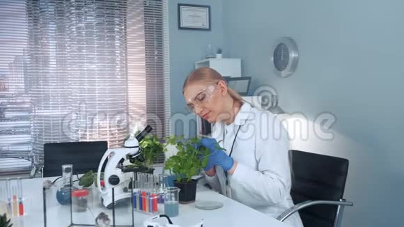 女科学家用镊子检查植物叶片视频的预览图