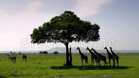 野地里一群长颈鹿站在树下视频的预览图