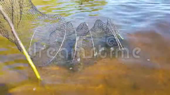 河里有鱼的网视频的预览图