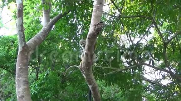 亚马逊森林里的松鼠猴子视频的预览图