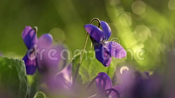 紫罗兰在草地上绽放视频的预览图