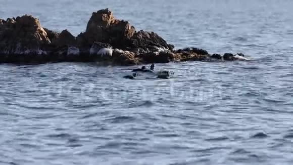 哈莱金鸭在珊瑚礁附近的波浪中在海面上游动一群野生鸭群视频的预览图