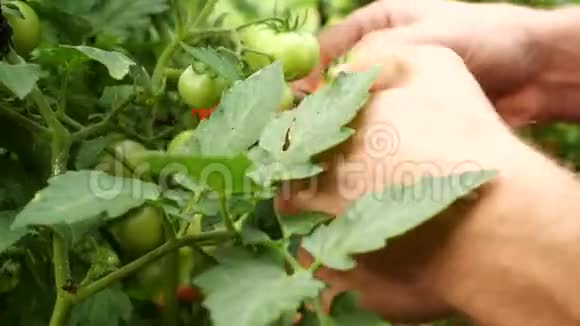 人类手从植物中挑选新鲜的西红柿并将它们展示给相机农夫收获新鲜成熟的西红柿视频的预览图