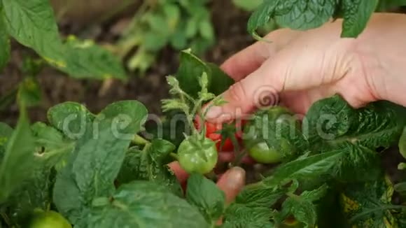 女人手从植物中挑选新鲜番茄并向相机展示农夫收获新鲜成熟的西红柿视频的预览图