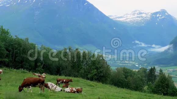 在挪威的一个有山谷和山脉的农场里棕色和白色的奶牛在山坡牧场的草地上视频的预览图