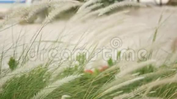 合上高高的草地高绿草地花园部分的风景在沙地上的复古庭院中的小穗视频的预览图