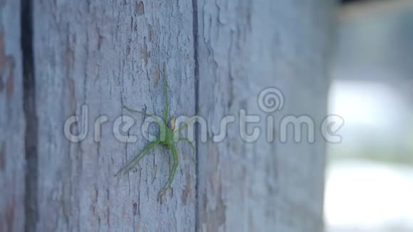 木板上的绿色蜘蛛视频的预览图