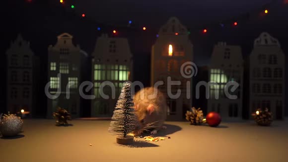 灰色家鼠走在圣诞树附近的节日背景视频的预览图