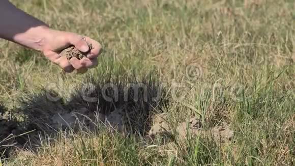 雌性手握着草地上的尘土干旱的土地没有降水意味着马和牛没有草视频的预览图