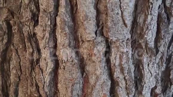 在阳光明媚的一天针叶林有着巨大的裂缝和凸起的纹理的松树树干视频的预览图
