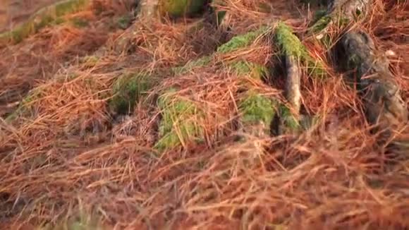曼尼塔蘑菇生长在苔藓和缠绕的大根树上树上散布着红色干燥的针叶视频的预览图