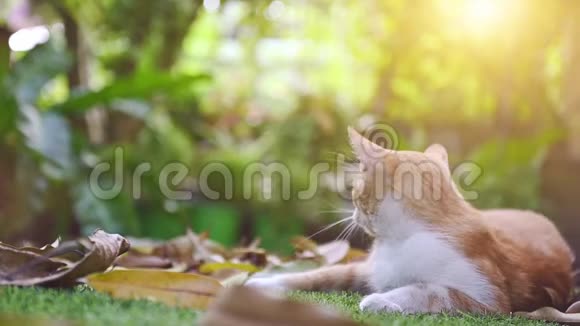 花园里的白色和棕色猫在家玩可爱的宠物呆在家里视频的预览图