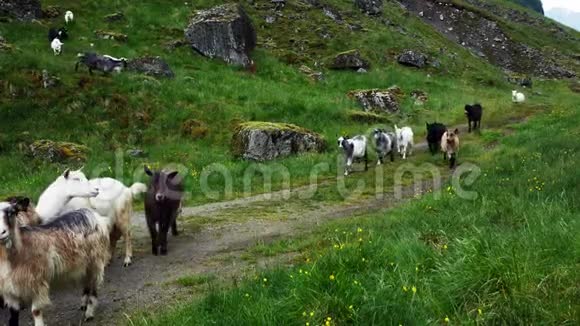 挪威一个多云的灰色夏日一群友好的自由牧场山羊视频的预览图