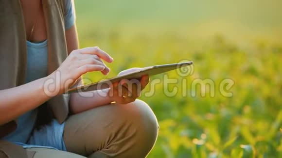 农夫他的手在玉米嫩芽附近用一块平板电脑工作视频的预览图