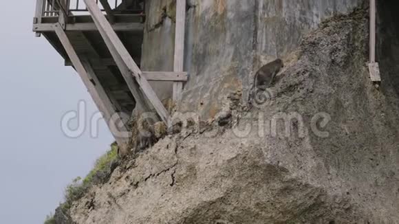 猴子在河边的干岩上视频的预览图