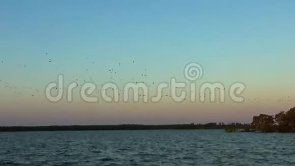 巴西里约帕纳伊巴岛上的朱红色ibis航班视频的预览图