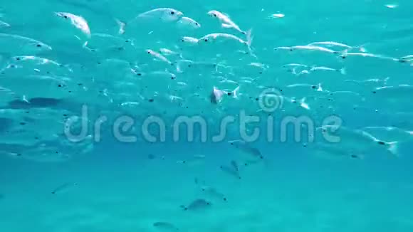 鱼在撒丁岛透明的海水中游泳视频的预览图