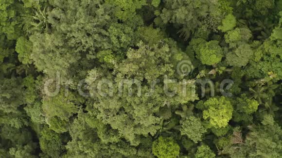 雨林卢什湿木无人机镜头视频的预览图