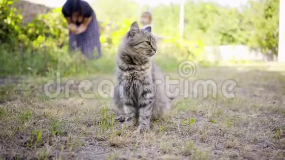 一只家猫坐在花园的草地上背景是祖母和孙女视频的预览图