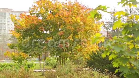 秋天的黄枫树视频的预览图