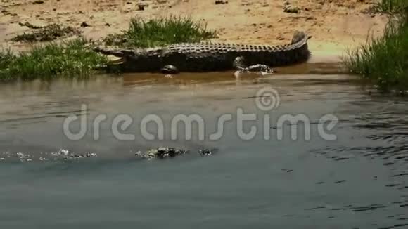 乌干达Murchison瀑布国家公园的鳄鱼视频的预览图