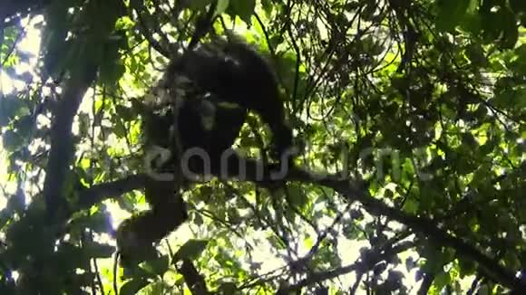 一个罕见的场景显示黑猩猩如何从一棵树下降到地面视频的预览图