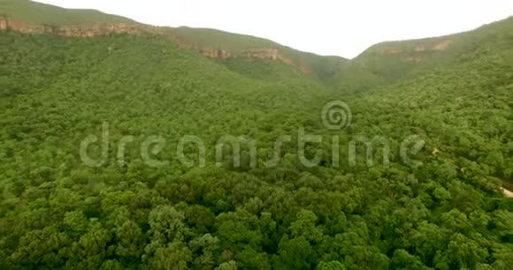森林背景下夏季绿树的鸟瞰图视频的预览图
