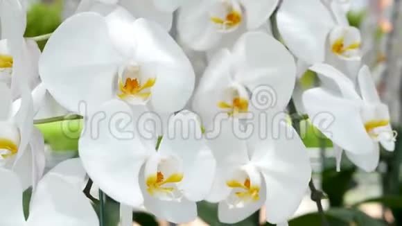 精致的白色优雅的兰花花在阳光下有黄色的中心春天把热带花瓣的大片合上视频的预览图