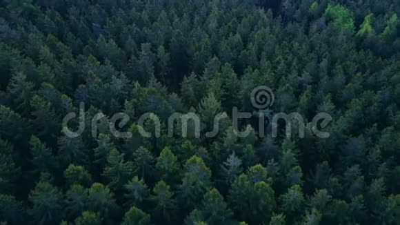 在德国的黄昏飞越茂密的森林美丽而富有绿色视频的预览图