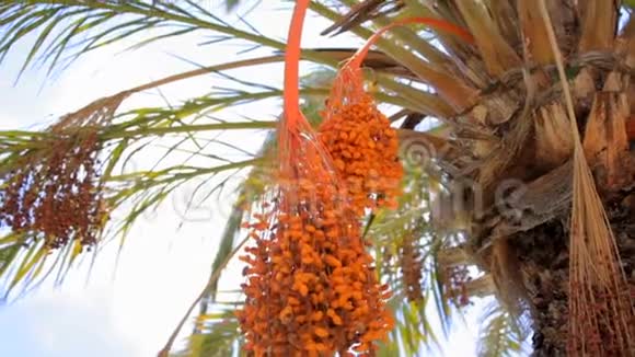 枣棕榈与橙色水果西班牙视频的预览图