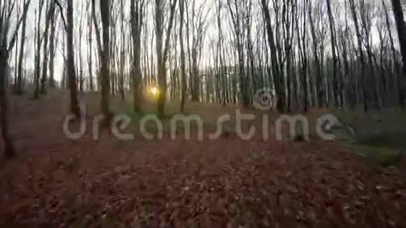 FPV无人驾驶飞机在日落时快速地穿过秋天或春天的森林视频的预览图