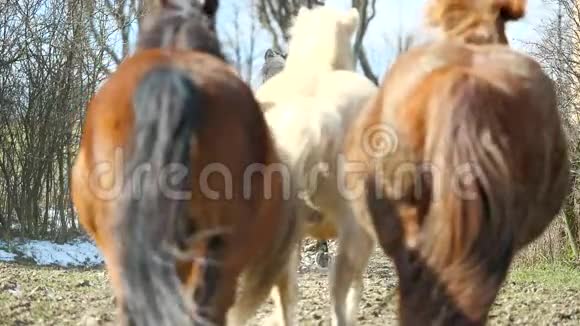 混种的马群棕色的马白色和斑驳的小马在灌木丛之间的一个狭窄的地方奔跑马跑视频的预览图