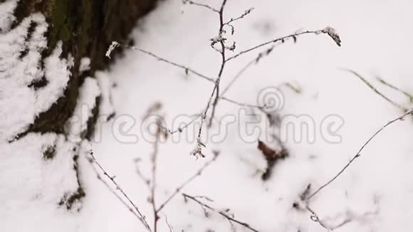 被雪覆盖的树枝视频的预览图