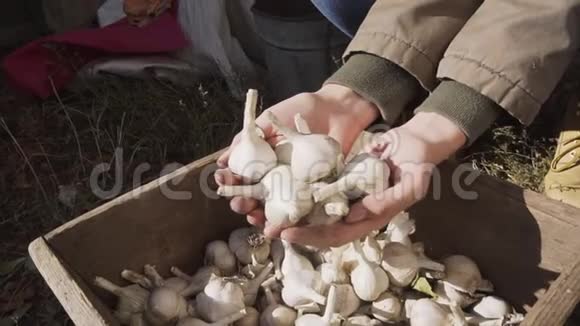 一把有机成熟的大蒜在一个年轻的农民女孩手中视频的预览图
