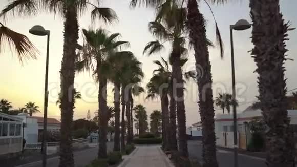 日落时分镜头穿过热带棕榈巷西班牙加那利群岛特内里费视频的预览图