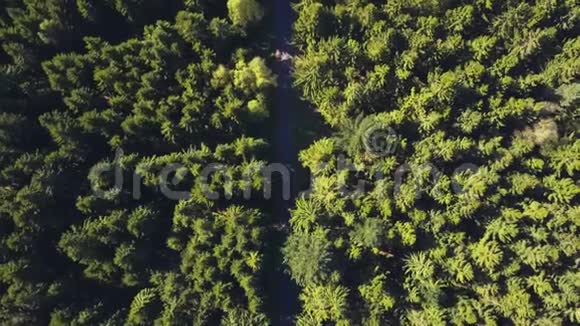 空中鸟瞰森林道路与汽车阳光德国视频的预览图