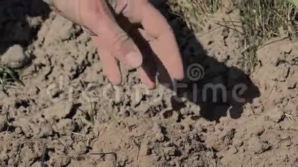 手在他的田地里展示干燥的土壤干土开裂干裂的地方在田间视频的预览图